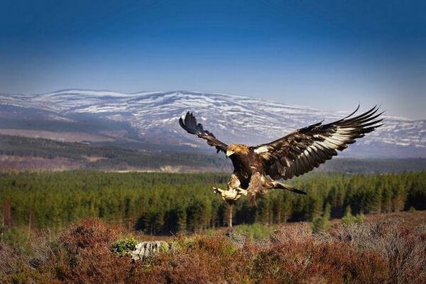 У лісах шотландських гір зустрічаються тетерев, глухар, чубата синиця, шотландський шишкар (птах-ендемік Шотландії) і шишкар-сосновік