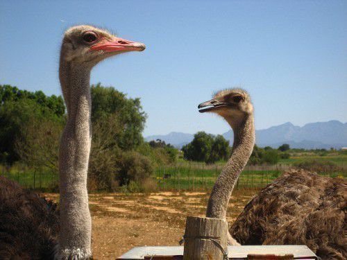 Перед тим, як завести страусів, необхідно знати, чим вони харчуються: їх звичайний раціон харчування, який безпосередньо залежить від будови тіла і особливостей, які відрізняється їхня травна система