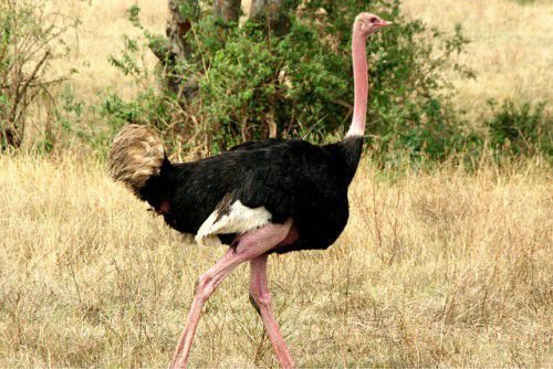 Дорослій страусові необхідно на добу з'їсти до 4 кг корму, щоб мати можливість довго бігати і витрачати велику кількість енергії